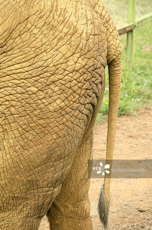 非洲大象的特写镜头图片素材