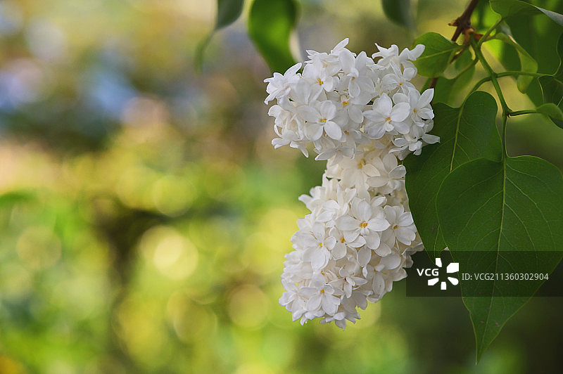 白色开花植物的特写镜头图片素材