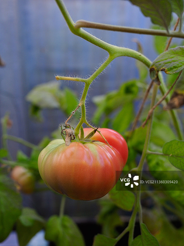在植物上生长的西红柿的特写图片素材