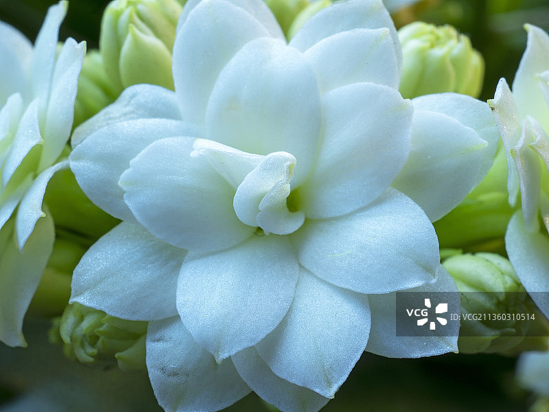 特写的白色开花植物，约克，英国，英国图片素材