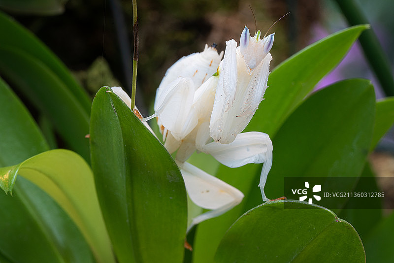 白色开花植物的特写镜头图片素材