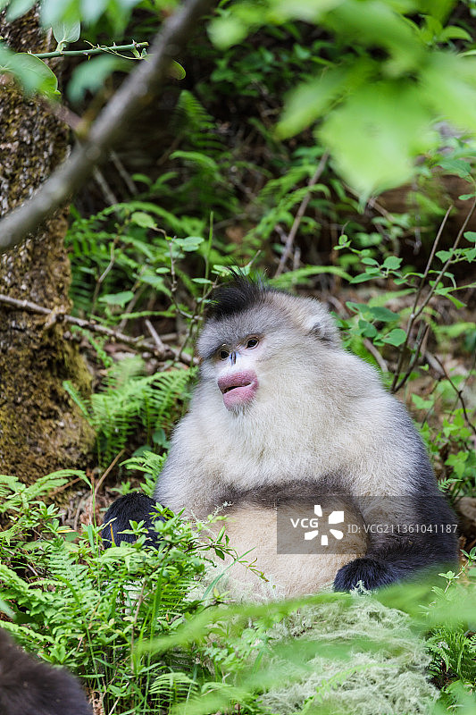 云南迪庆香格里拉滇金丝猴国家公园图片素材