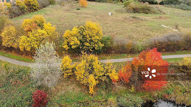 在秋天的田野上的树的高角度视图，英国，英国图片素材