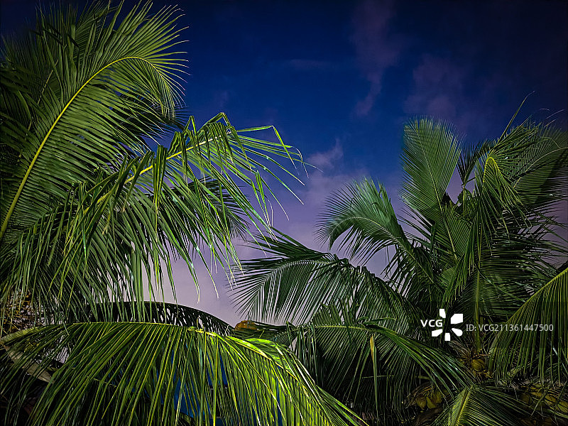 椰子树的微光镜头图片素材