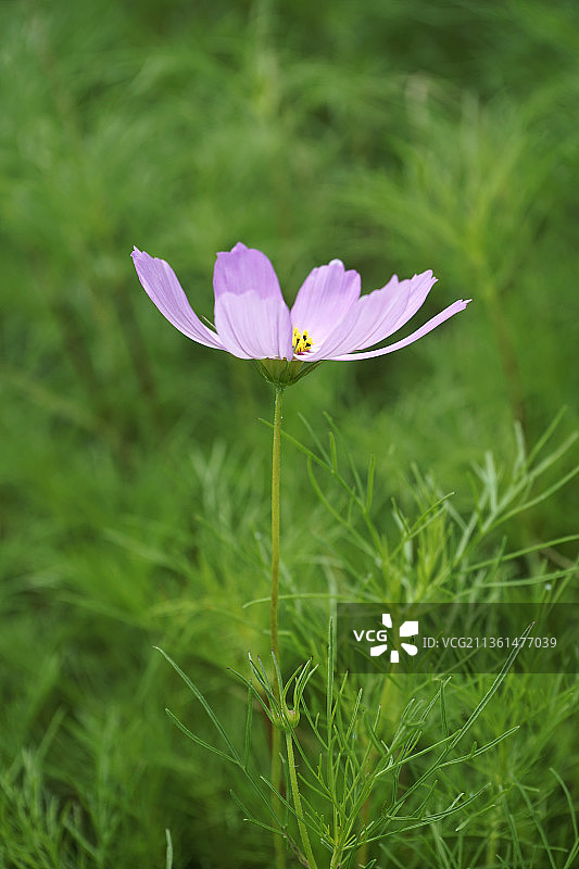紫色番红花的特写，在田野上，仁川，韩国图片素材