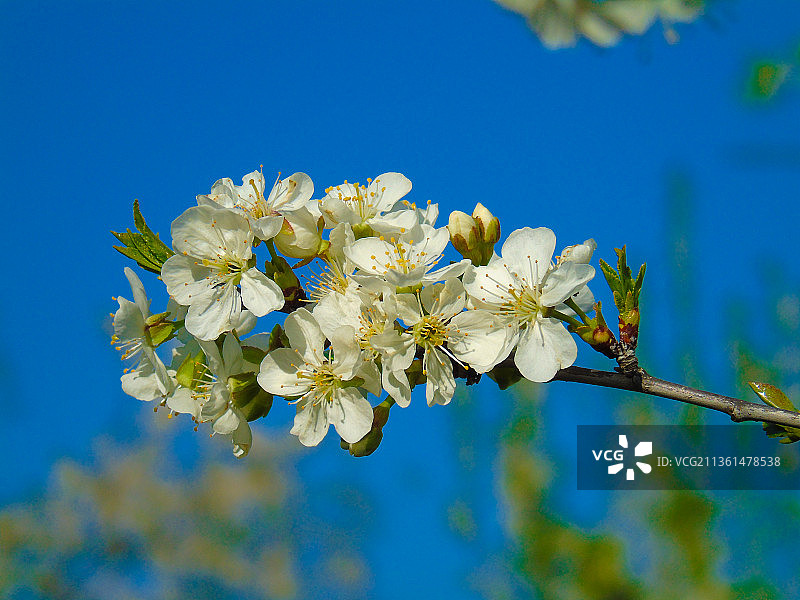 樱花在蓝天下的特写镜头，热那亚，热那亚，意大利图片素材