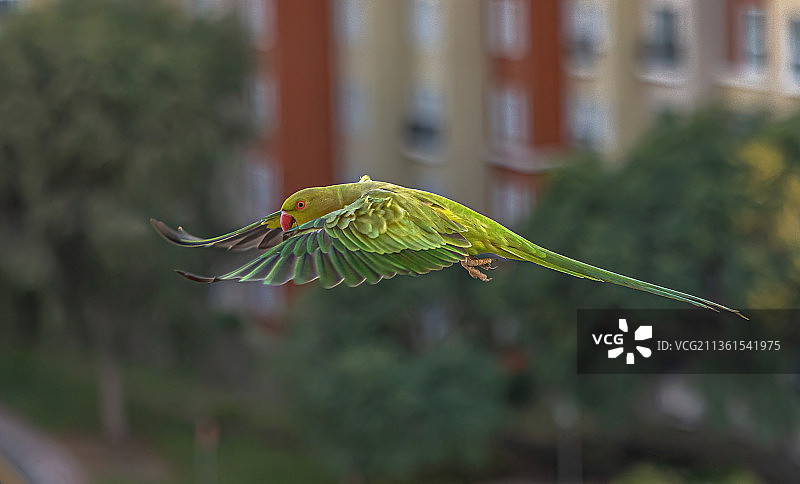 粉红环尾小鹦鹉，鹦鹉在户外飞行的特写镜头图片素材