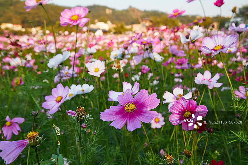 阳光下花田里五颜六色争奇斗艳的粉色开花植物格桑花图片素材