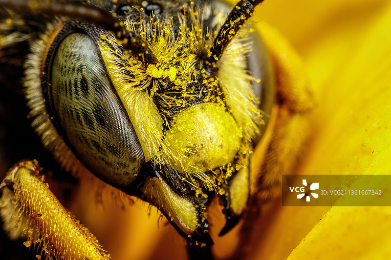 蜜蜂在黄色花上的特写镜头，Bacoli，那不勒斯，意大利图片素材