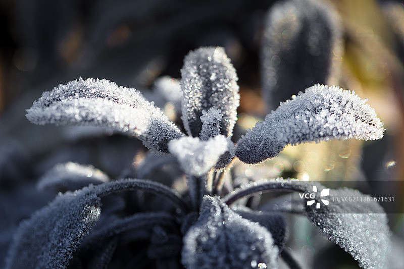 冬天的玫瑰花在花园里，冰冻植物的特写图片素材
