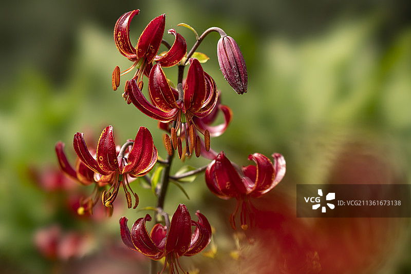 红色开花植物的特写，魏因海姆，德国图片素材