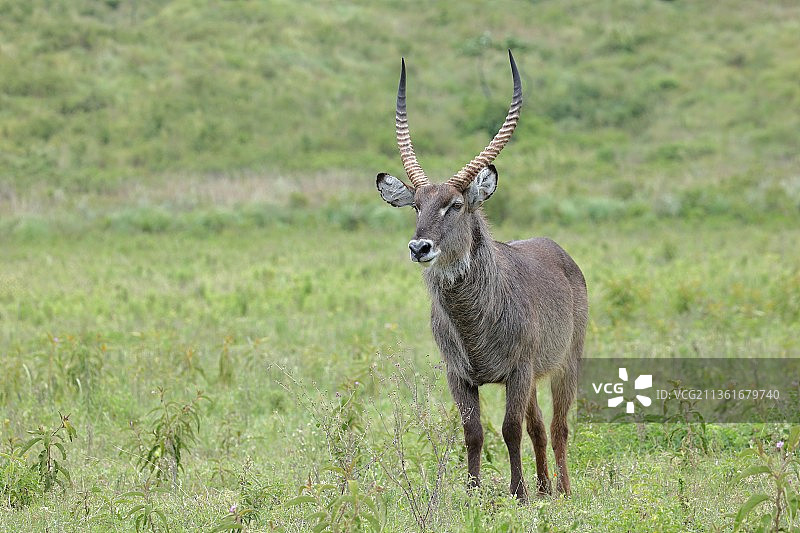 坦桑尼亚阿鲁沙国家公园，站在田野上的鹿的肖像图片素材