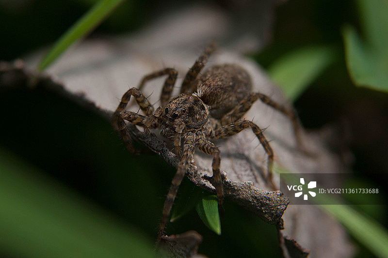 蜘蛛在叶子上的特写镜头，罗马尼亚图片素材