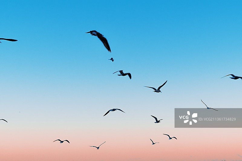太平洋飞行，低角度视图的鸟类在日落时对天空飞行剪影图片素材