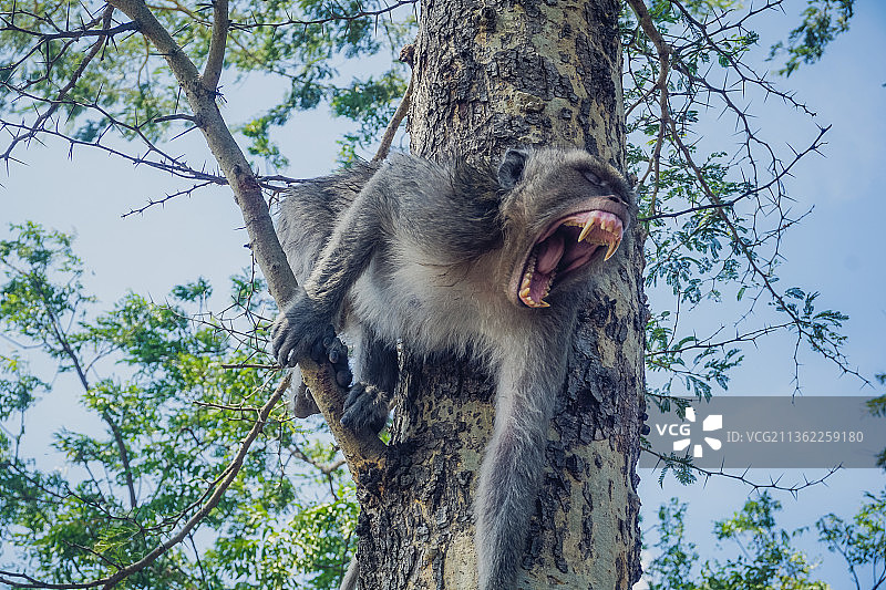 印度尼西亚Baluran公园树上的猴子图片素材