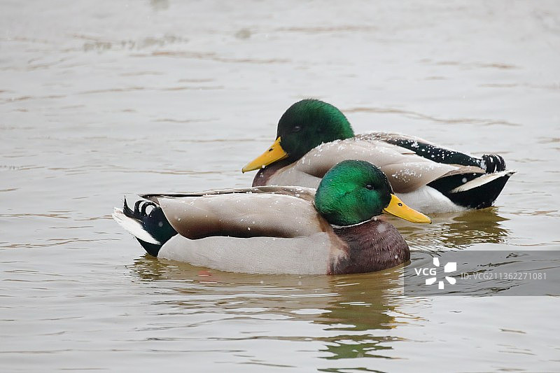 新下的雪，特写的鸭子在湖上游泳，米西索加，安大略，加拿大图片素材