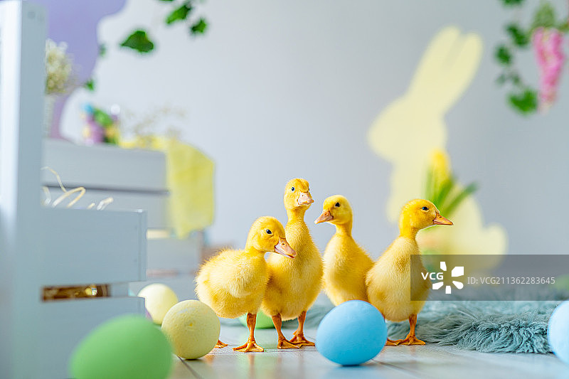 鸭子走在复活节工作室装饰彩色染色的鸡蛋，木制图片素材