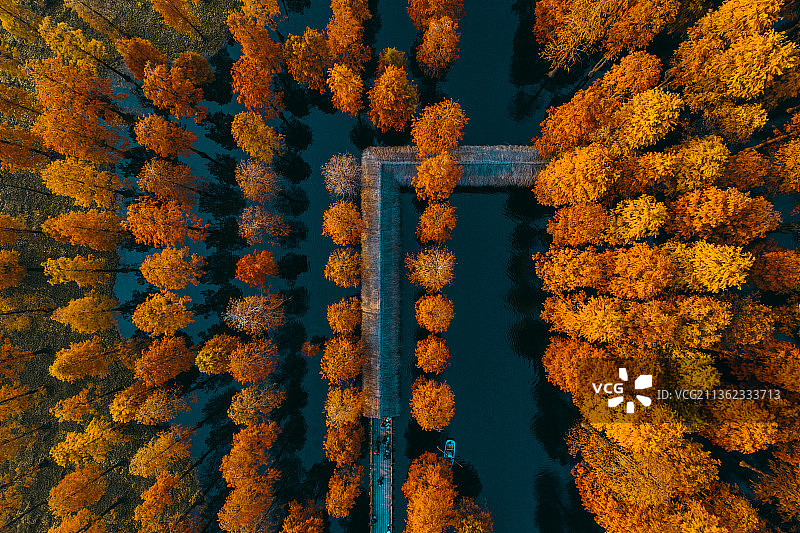 上海青西郊野公园航拍水杉树秋景图片素材