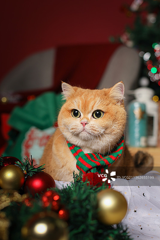 宠物猫金渐层的圣诞节肖像照图片素材