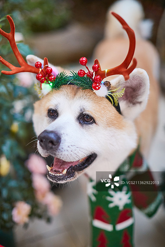 宠物狗秋田犬的圣诞造型美图图片素材