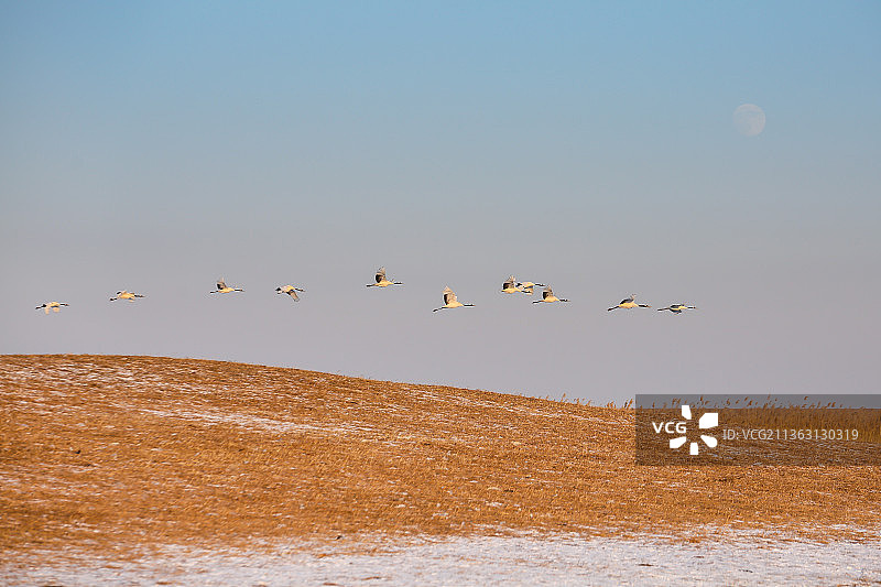 冬天芦苇荡里飞翔的一群丹顶鹤图片素材