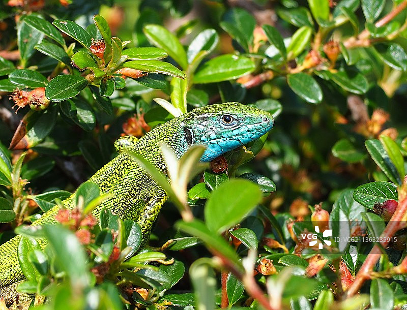 绿色蜥蜴，植物上的蜥蜴特写，匈牙利图片素材
