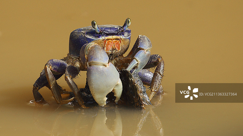 蓝地蟹，岩石上的蟹的特写，巴西普拉多图片素材