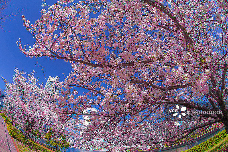 樱花和横滨港Mirai的屋顶盛开图片素材