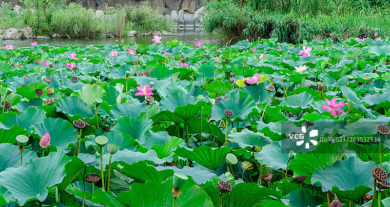 中国室外公园荷塘湖水中清新美丽的一片荷花与荷叶图片素材