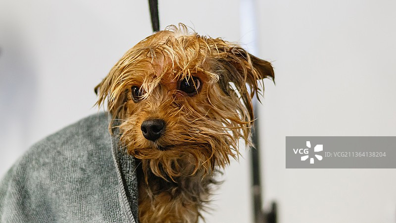 狗在美容沙龙和宠物水疗中心洗澡图片素材