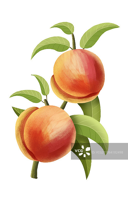 桃子水彩插画图片素材