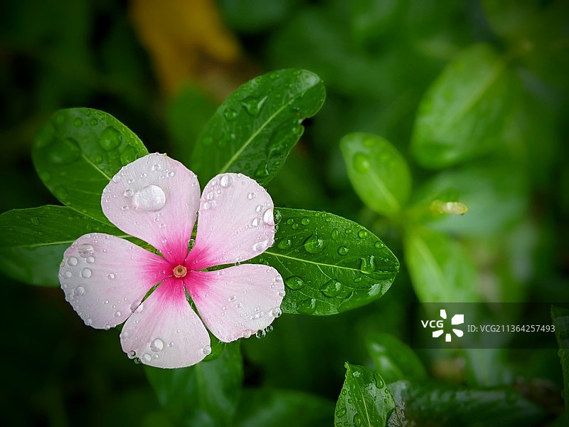 阵雨后，特写潮湿的植物叶子在雨季图片素材