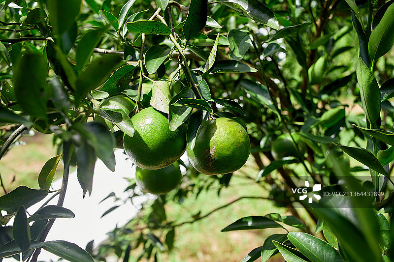 新鲜的橘子水果在树枝上，低角度的水果生长在树上，巴开宝欣，泰国图片素材