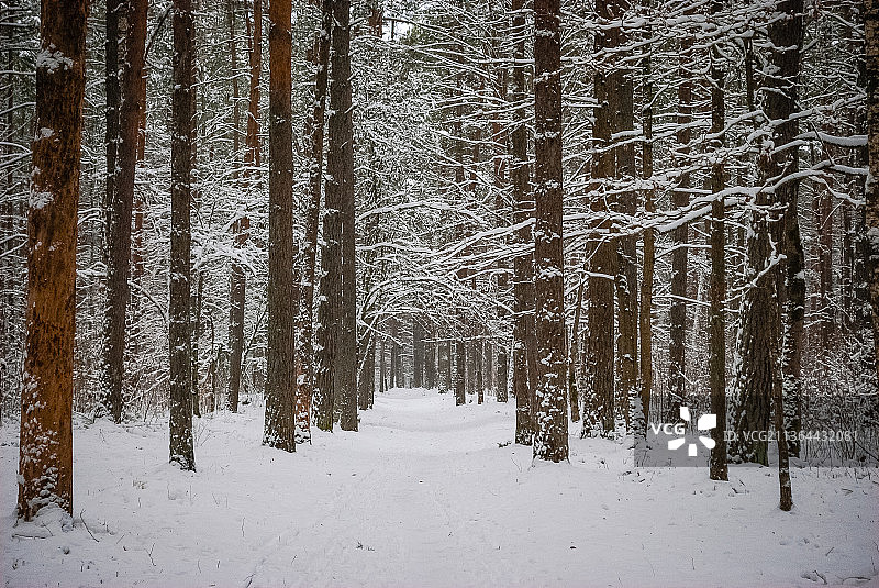 拉脱维亚里加，冬季森林中的树木图片素材
