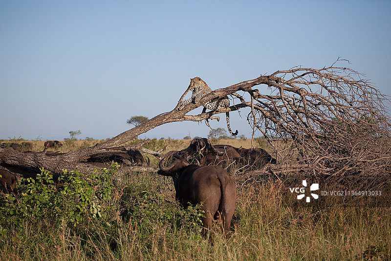 一只美洲豹，Panthera pardus，躺在一棵枯树上，正伸手去摸一头水牛图片素材