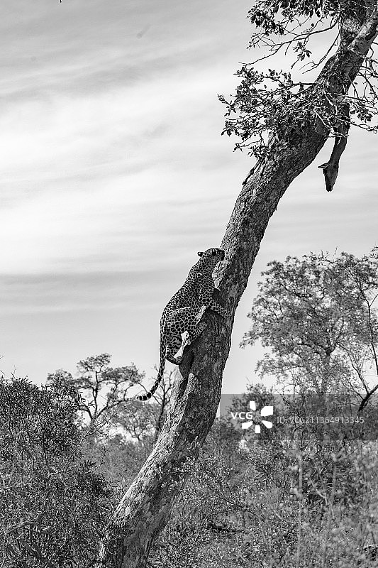 一只美洲豹，Panthera pardus，爬上一棵垂直的树去接近她的猎物，黑斑羚图片素材