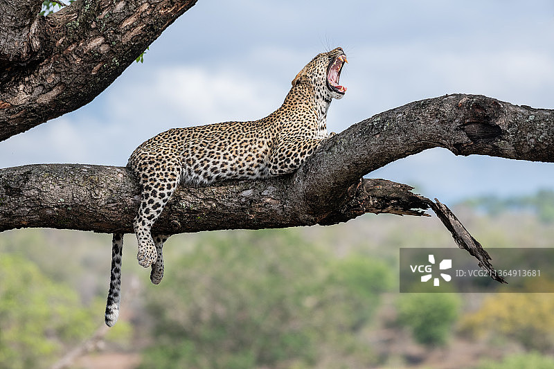 南非，隆多洛兹野生动物保护区。一只美洲豹躺在树枝上打哈欠图片素材