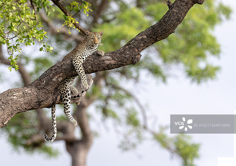 南非，隆多罗齐野生动物保护区，一只美洲豹躺在树上图片素材
