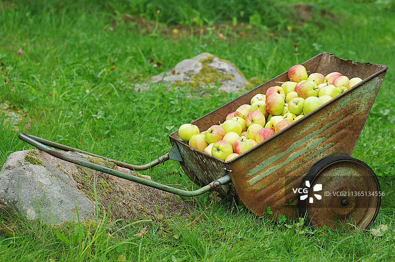 爱沙尼亚，Hiiu县，Leigri，田里篮子里的苹果的特写图片素材