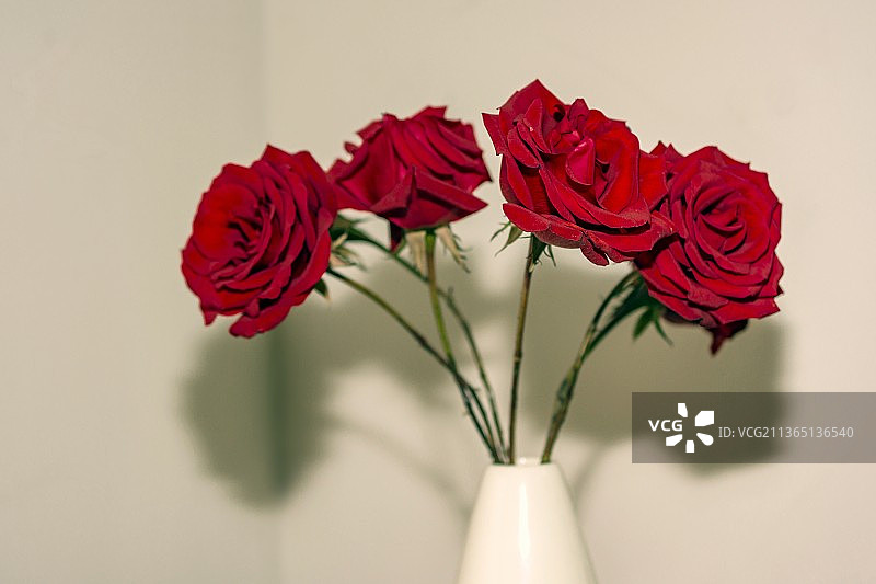 墙上花瓶里红玫瑰的特写图片素材