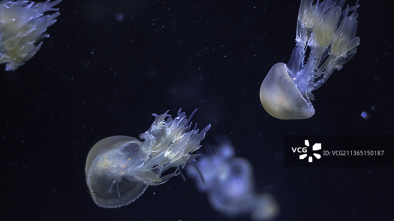水母在水族馆里游泳的特写镜头图片素材