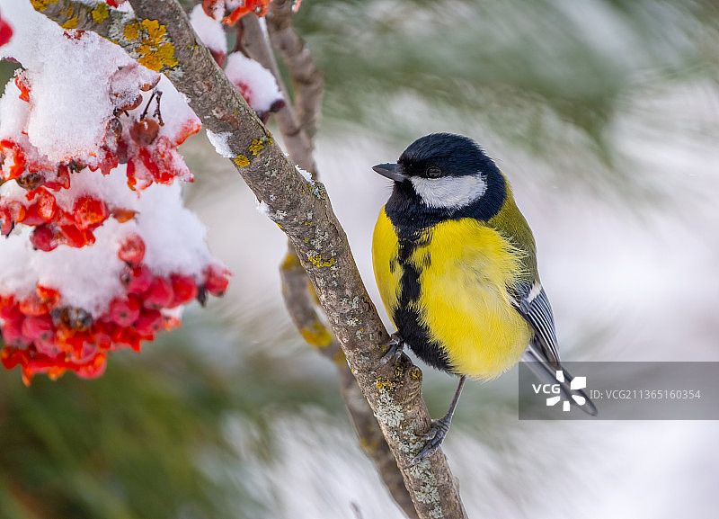 鸟栖息在冬季白蜡树的树枝上图片素材