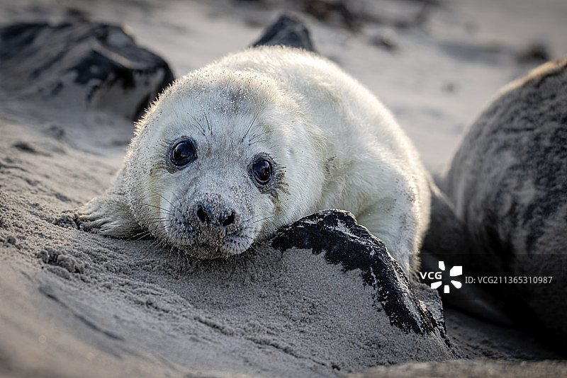 灰色海豹吼叫，海豹在海滩上的特写，黑尔戈兰，德国图片素材