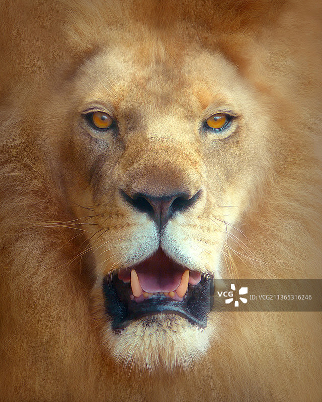 狮子，狮子的特写肖像图片素材