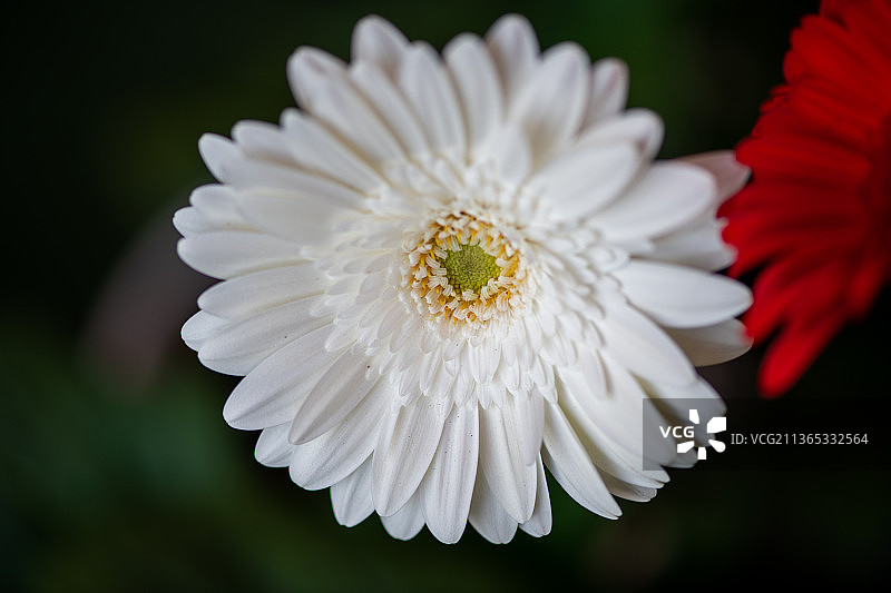 美丽的花白色非洲菊，白色雏菊的特写，多哈，卡塔尔图片素材
