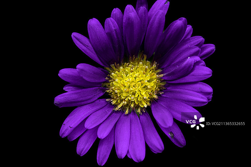 一个紫色的花在黑色的背景上的特写图片素材