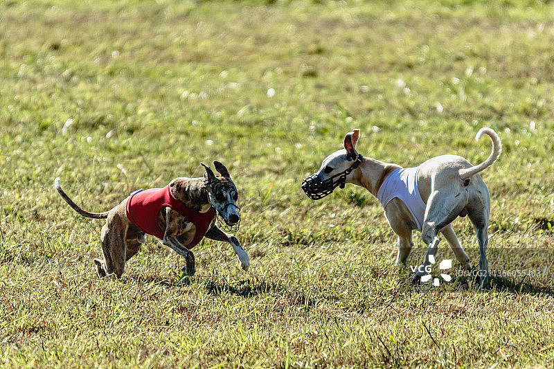 穿着红白相间夹克的惠比特犬在赛场上奔跑，爱沙尼亚图片素材