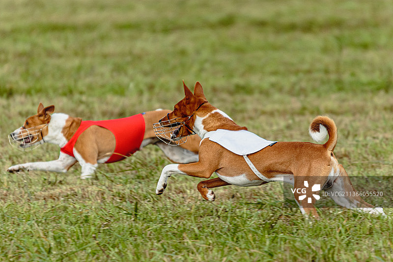 巴辛吉犬穿着红白相间的夹克在赛场上奔跑，爱沙尼亚图片素材