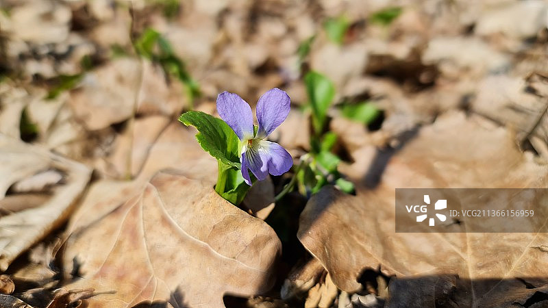 春天的紫罗兰，高角度的紫色开花植物在田野上，罗马尼亚图片素材