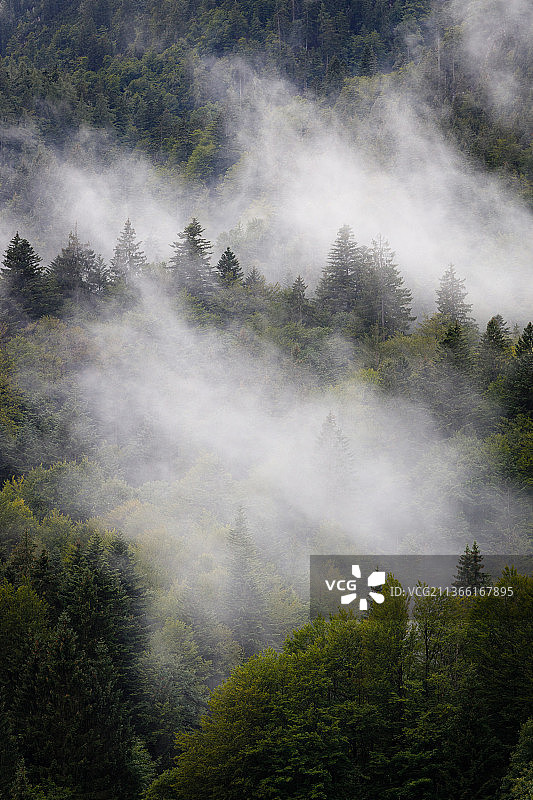 奥地利奥陶西的森林风景图片素材